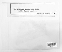Meliola amphitricha image